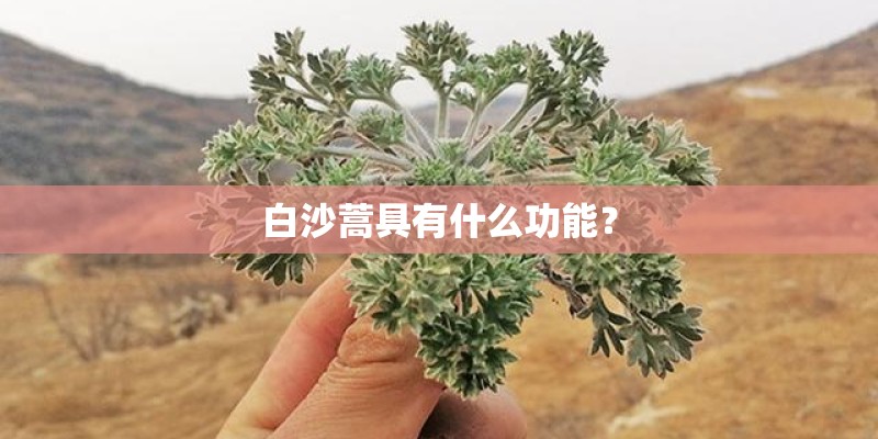 白沙蒿具有什么功能? 白沙蒿具有什么功能?