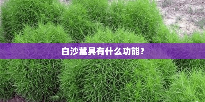 白沙蒿具有什么功能? 白沙蒿具有什么功能?