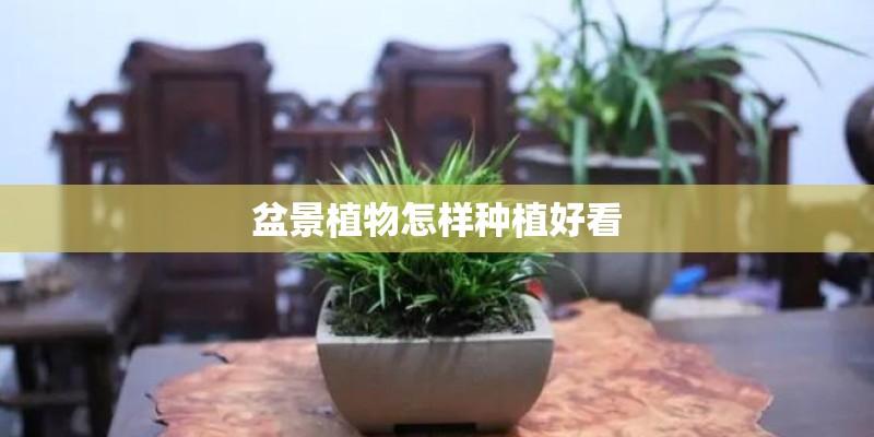 盆景植物怎样种植好看