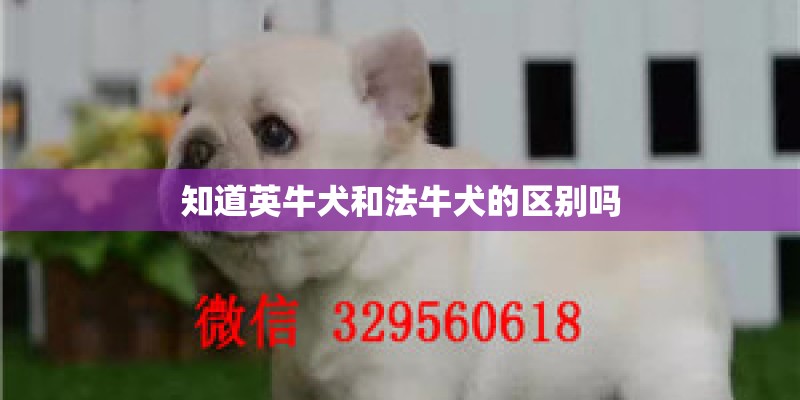 知道英牛犬和法牛犬的区别吗