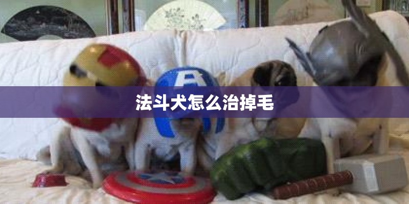 法斗犬怎么治掉毛 法斗犬怎么治掉毛
