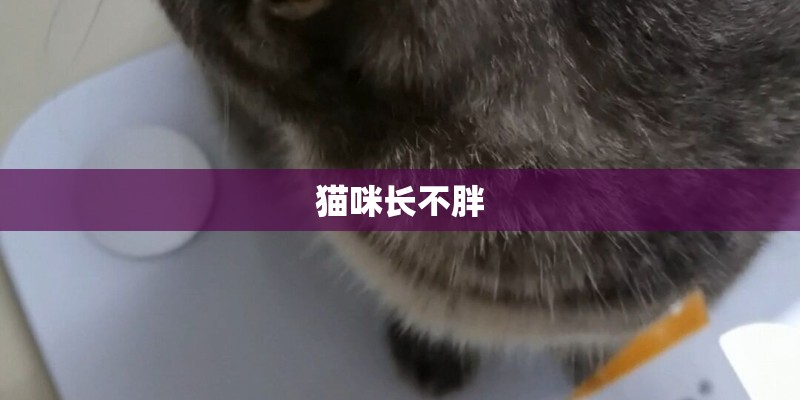 猫咪长不胖 猫咪长不胖