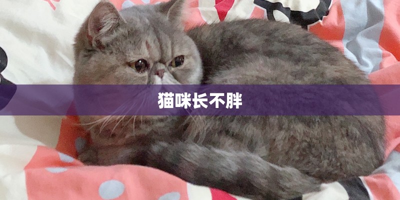 猫咪长不胖 猫咪长不胖