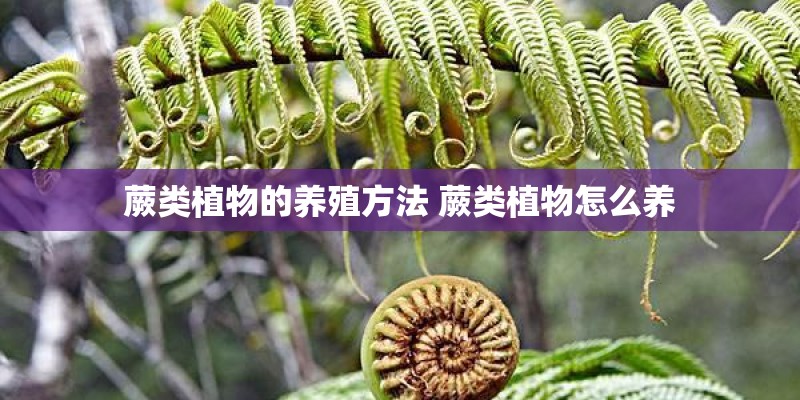 蕨类植物的养殖方法 蕨类植物怎么养