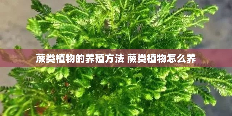 蕨类植物的养殖方法 蕨类植物怎么养