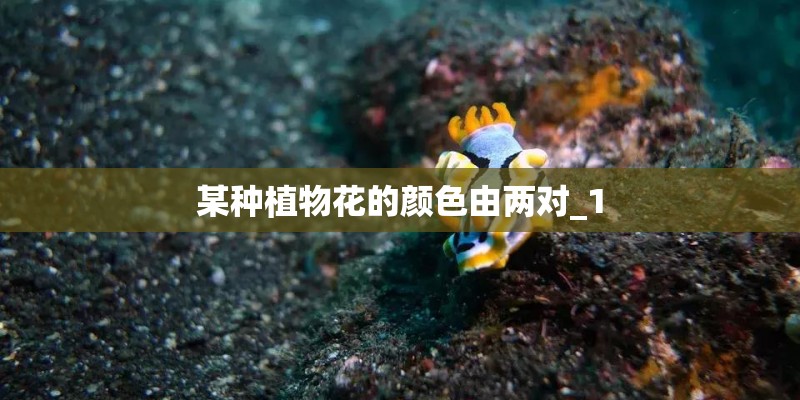 某种植物花的颜色由两对_1