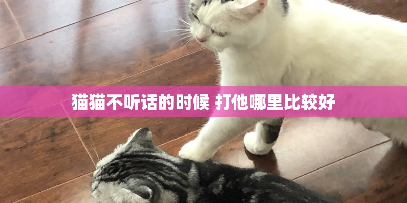 猫猫不听话的时候 打他哪里比较好
