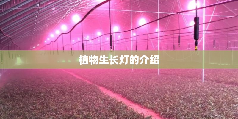 植物生长灯的介绍 植物生长灯的介绍