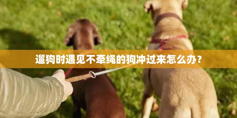 遛狗时遇见不牵绳的狗冲过来怎么办? 遛狗时遇见不牵绳的狗冲过来怎么办?