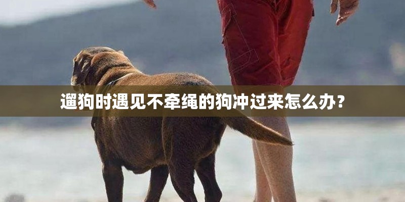 遛狗时遇见不牵绳的狗冲过来怎么办? 遛狗时遇见不牵绳的狗冲过来怎么办?