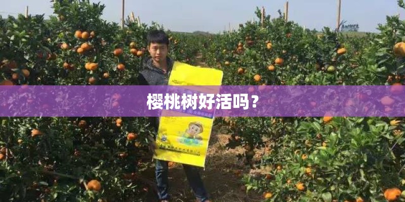 樱桃树好活吗？