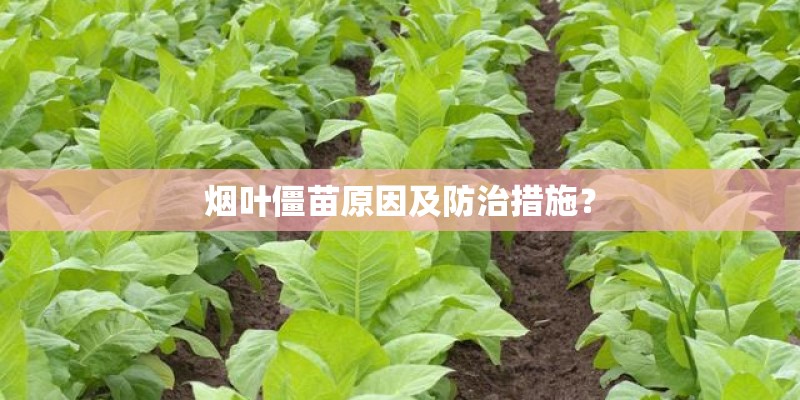 烟叶僵苗原因及防治措施？
