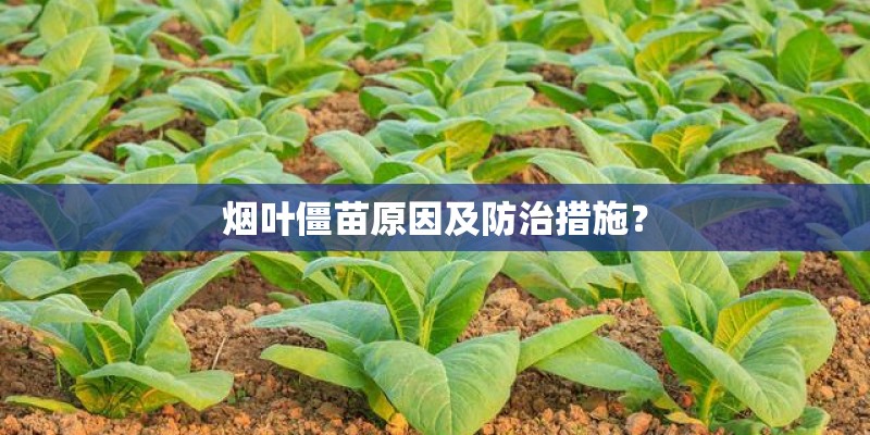 烟叶僵苗原因及防治措施？