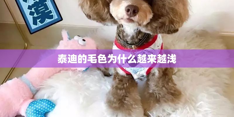 泰迪的毛色为什么越来越浅