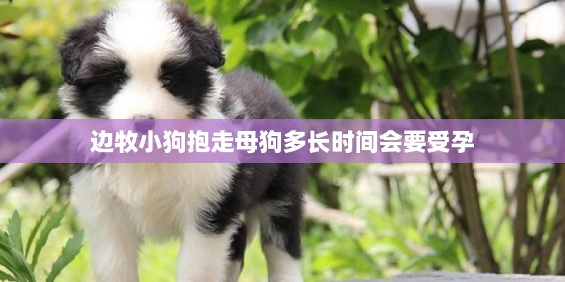 边牧小狗抱走母狗多长时间会要受孕 边牧小狗抱走母狗多长时间会要受孕