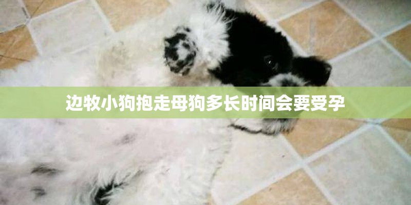 边牧小狗抱走母狗多长时间会要受孕 边牧小狗抱走母狗多长时间会要受孕