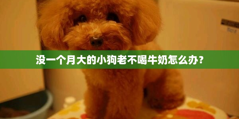 没一个月大的小狗老不喝牛奶怎么办？