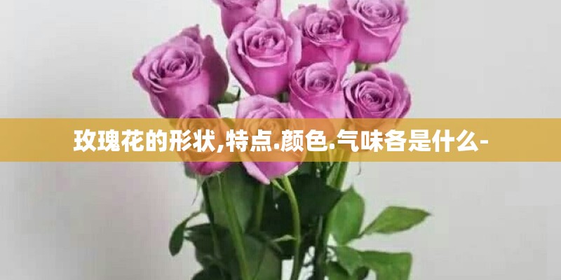 玫瑰花的形状,特点.颜色.气味各是什么- 玫瑰花的形状,特点.颜色.气味各是什么-