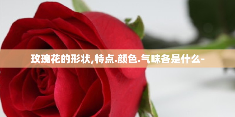玫瑰花的形状,特点.颜色.气味各是什么- 玫瑰花的形状,特点.颜色.气味各是什么-
