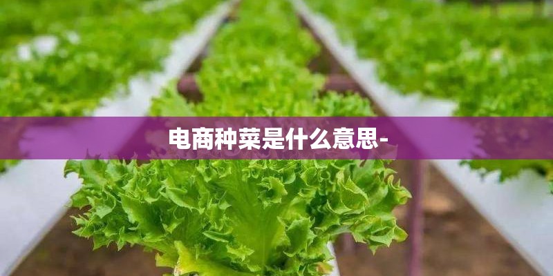 电商种菜是什么意思- 电商种菜是什么意思-