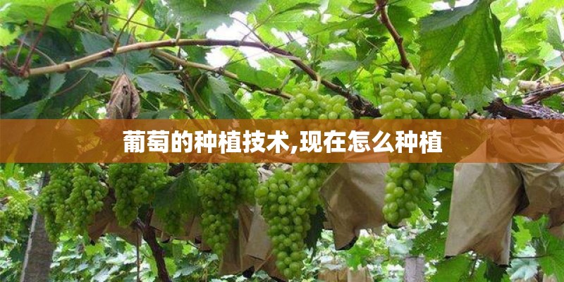 葡萄的种植技术,现在怎么种植
