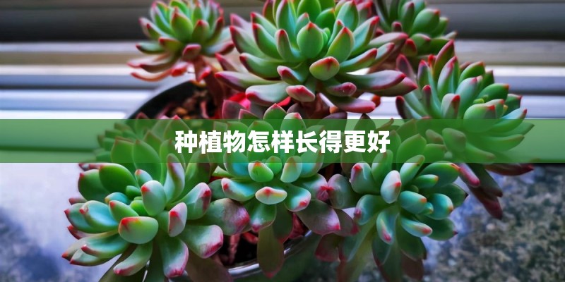 种植物怎样长得更好 种植物怎样长得更好