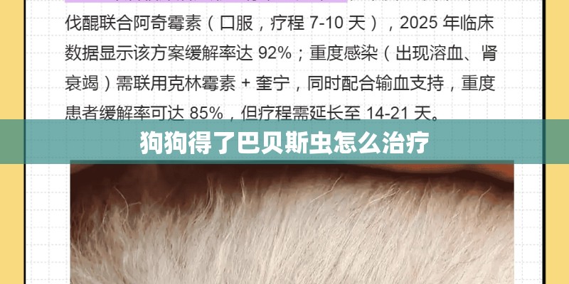 狗狗得了巴贝斯虫怎么治疗