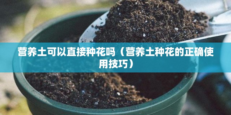 营养土可以直接种花吗（营养土种花的正确使用技巧）