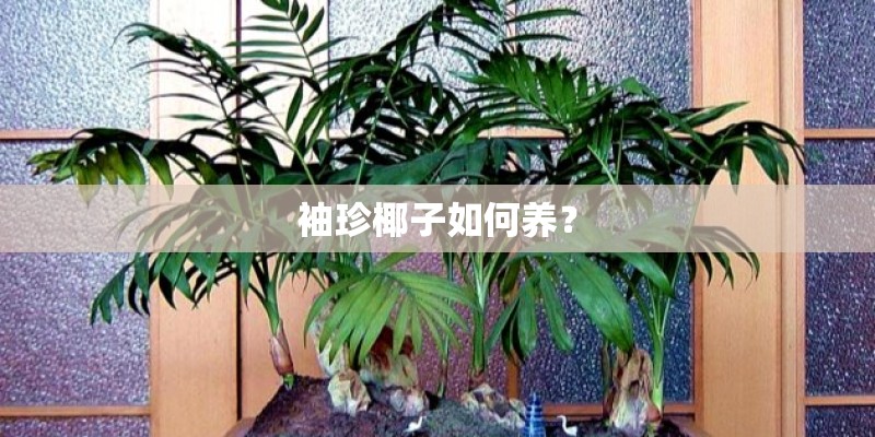 袖珍椰子如何养？
