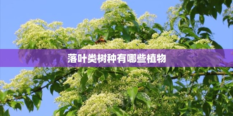 梦见母亲种茄子的预兆 梦见母亲种茄子的预兆