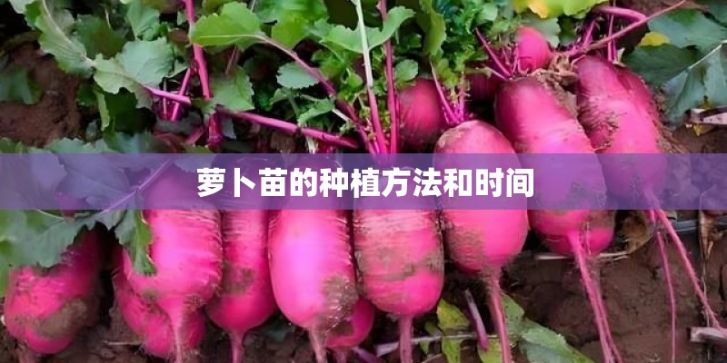 萝卜苗的种植方法和时间