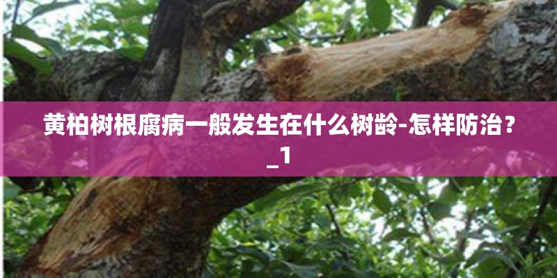 黄柏树根腐病一般发生在什么树龄-怎样防治？_1