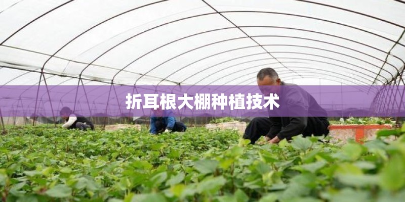 折耳根大棚种植技术