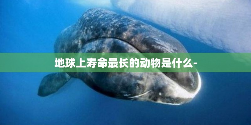 地球上寿命最长的动物是什么- 地球上寿命最长的动物是什么-