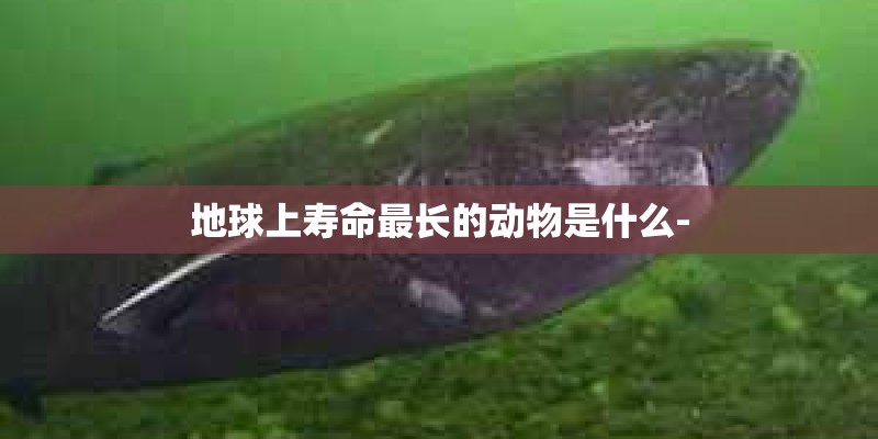 地球上寿命最长的动物是什么- 地球上寿命最长的动物是什么-