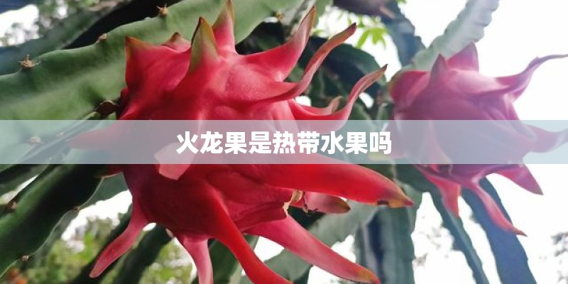 火龙果是热带水果吗 火龙果是热带水果吗