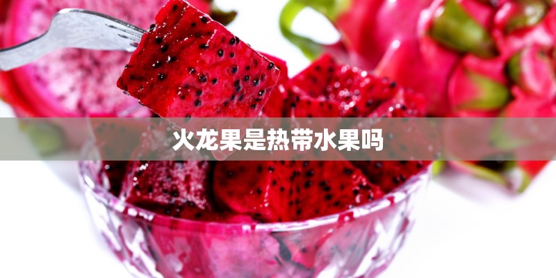 火龙果是热带水果吗 火龙果是热带水果吗
