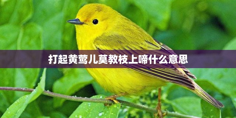 打起黄莺儿莫教枝上啼什么意思