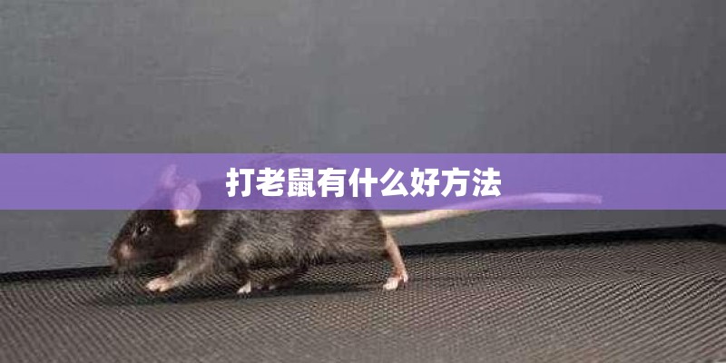 打老鼠有什么好方法 打老鼠有什么好方法
