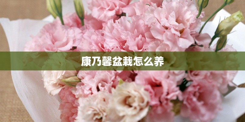 康乃馨盆栽怎么养 康乃馨盆栽怎么养