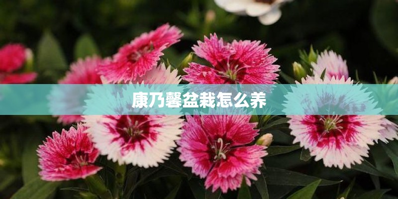 康乃馨盆栽怎么养 康乃馨盆栽怎么养