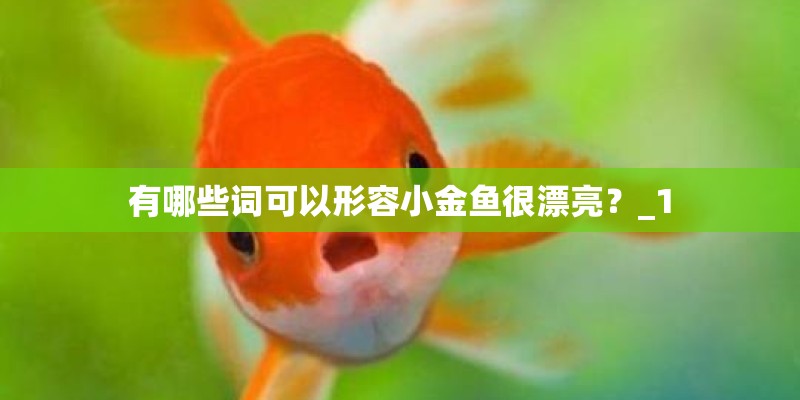 有哪些词可以形容小金鱼很漂亮？_1