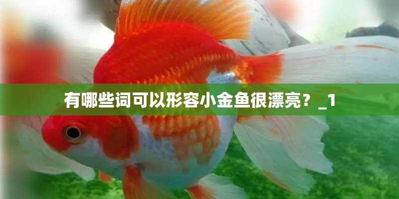 有哪些词可以形容小金鱼很漂亮？_1