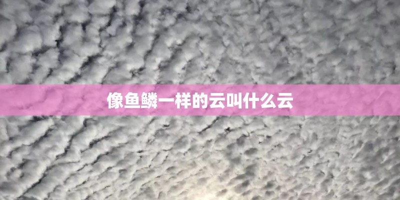 像鱼鳞一样的云叫什么云