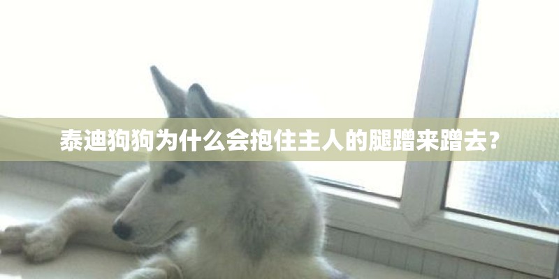 泰迪狗狗为什么会抱住主人的腿蹭来蹭去？