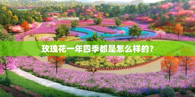 玫瑰花一年四季都是怎么样的？