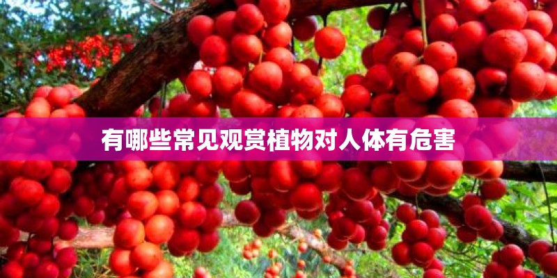 有哪些常见观赏植物对人体有危害