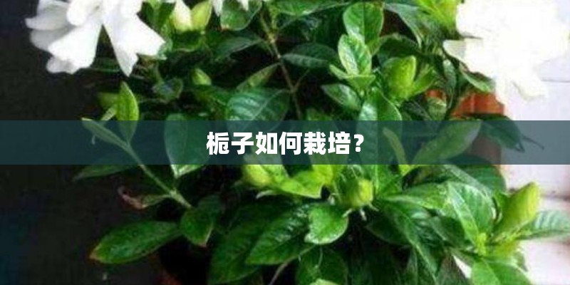 栀子如何栽培？