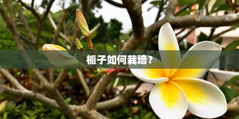 栀子如何栽培？