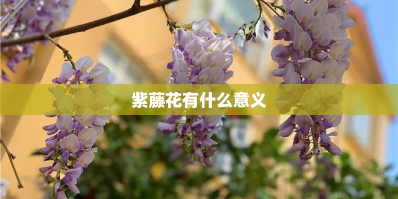 紫藤花有什么意义
